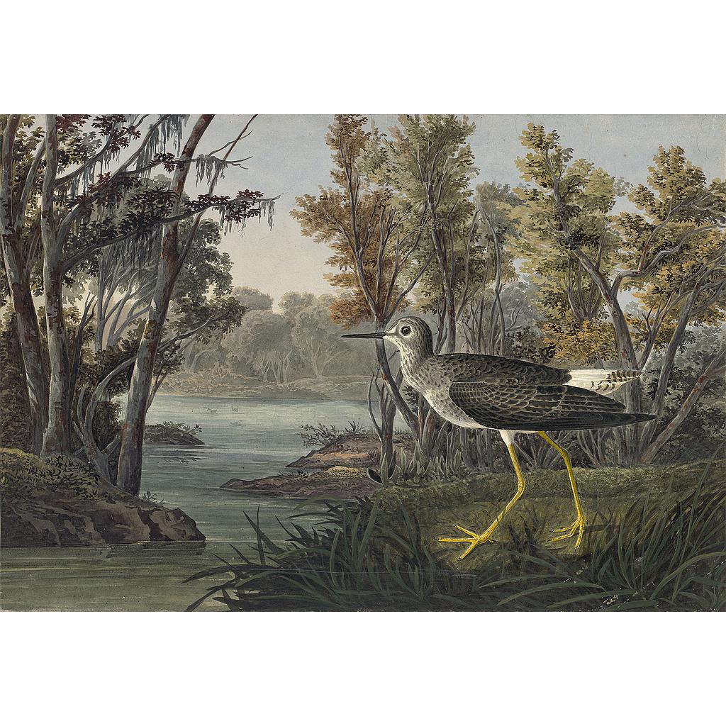 ArtWork1/Famous Painters/Audubon's Watercolors p4.jpg
